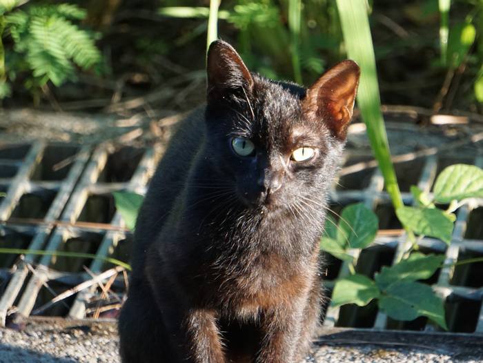 真っ黒な野良猫
