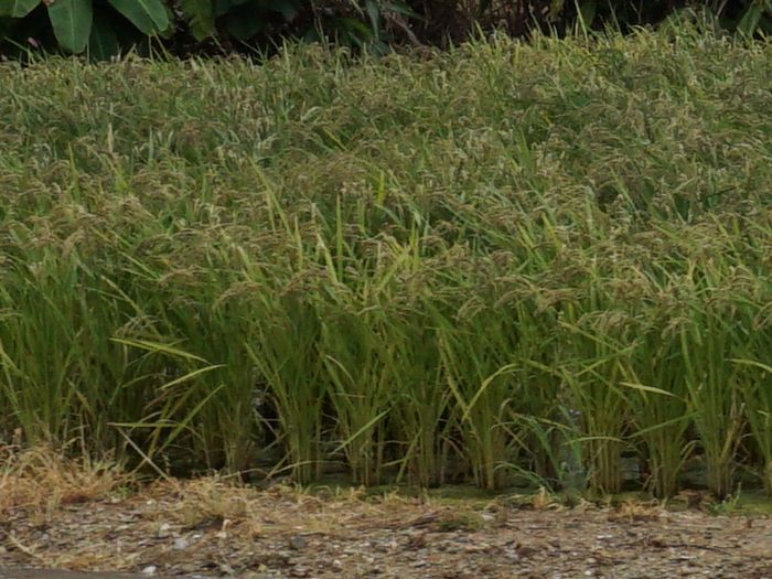 たんぼ。お米の収穫は近い